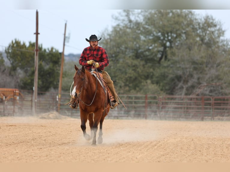 American Quarter Horse Castrone 12 Anni 152 cm Baio ciliegia in Killeen, TX