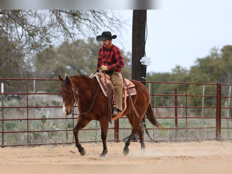 American Quarter Horse Castrone 12 Anni 152 cm Baio ciliegia in Killeen, TX