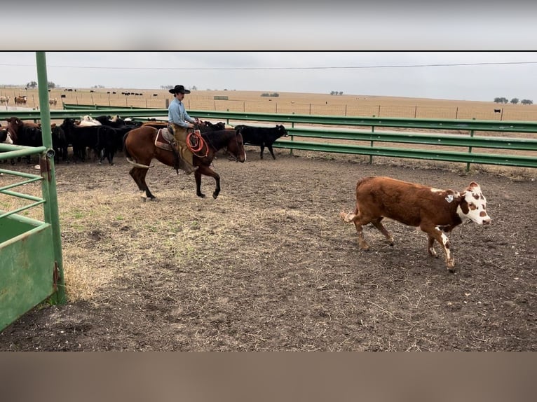 American Quarter Horse Castrone 12 Anni 152 cm Baio ciliegia in Killeen, TX