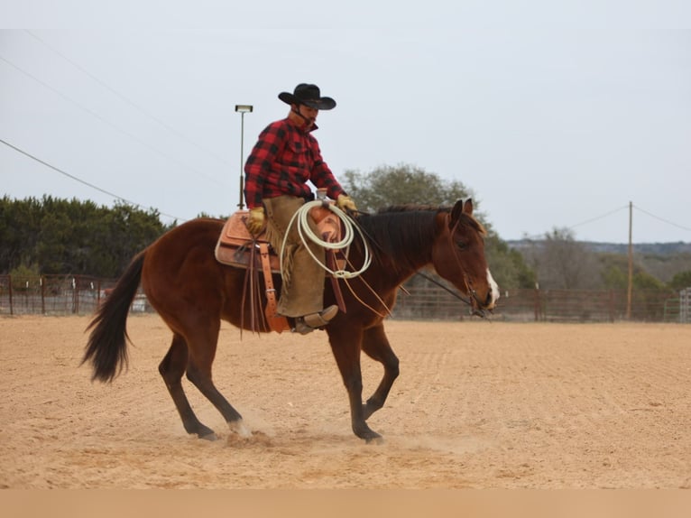 American Quarter Horse Castrone 12 Anni 152 cm Baio ciliegia in Killeen, TX