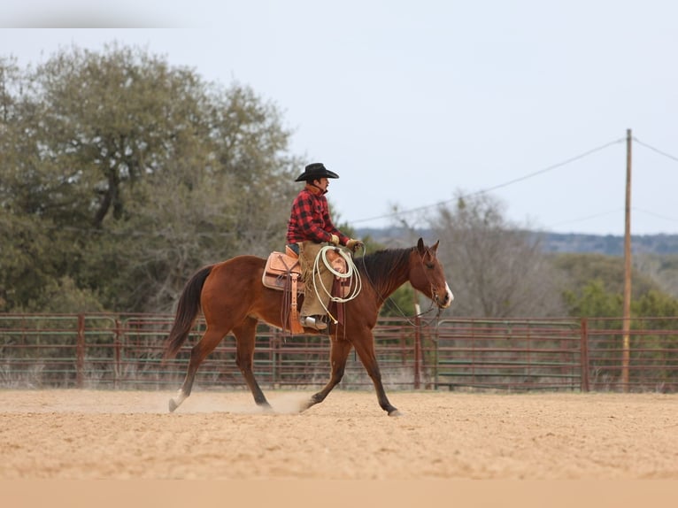 American Quarter Horse Castrone 12 Anni 152 cm Baio ciliegia in Killeen, TX