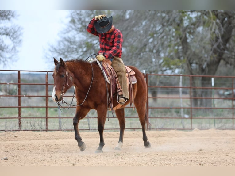 American Quarter Horse Castrone 12 Anni 152 cm Baio ciliegia in Killeen, TX