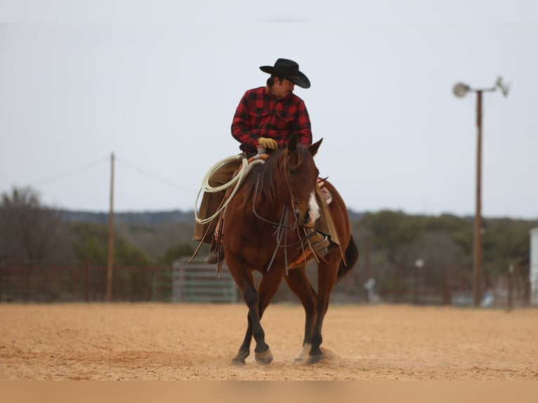 American Quarter Horse Castrone 12 Anni 152 cm Baio ciliegia in Killeen, TX