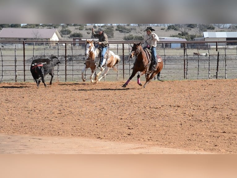 American Quarter Horse Castrone 12 Anni 152 cm Baio ciliegia in Killeen, TX