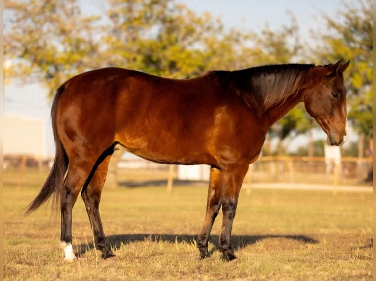 American Quarter Horse Castrone 12 Anni 152 cm Baio ciliegia in Killeen, TX