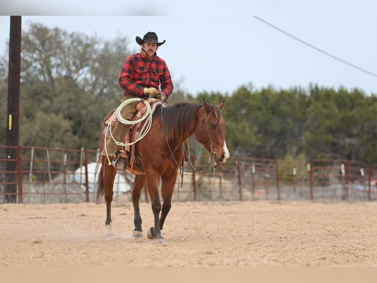 American Quarter Horse Castrone 12 Anni 152 cm Baio ciliegia in Killeen, TX