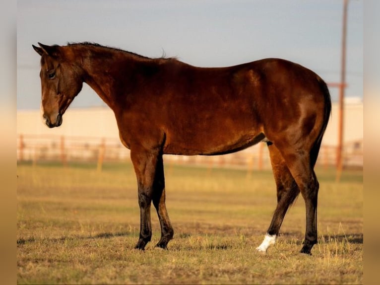 American Quarter Horse Castrone 12 Anni 152 cm Baio ciliegia in Killeen, TX