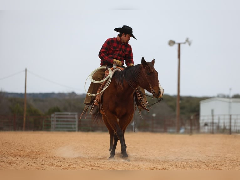 American Quarter Horse Castrone 12 Anni 152 cm Baio ciliegia in Killeen, TX