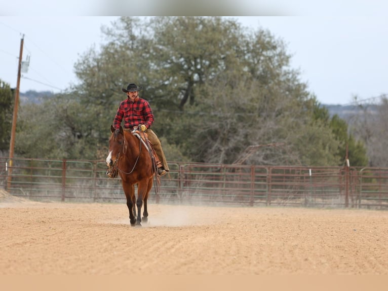 American Quarter Horse Castrone 12 Anni 152 cm Baio ciliegia in Killeen, TX