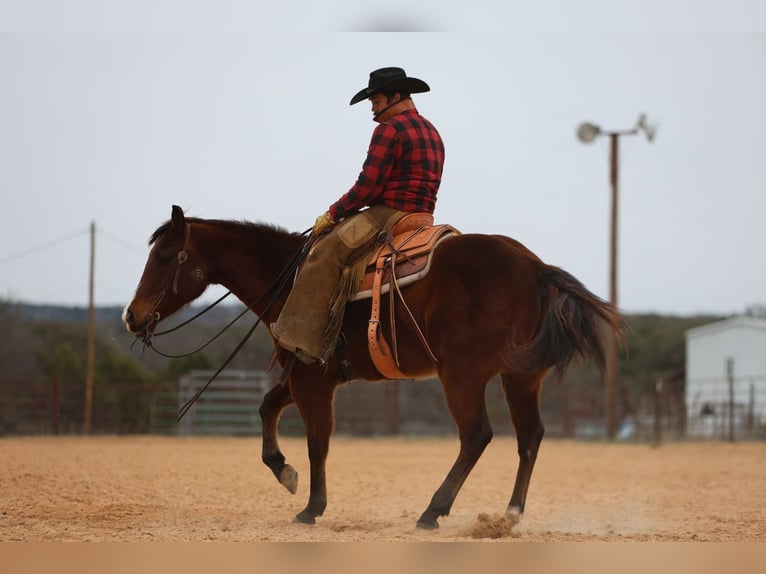 American Quarter Horse Castrone 12 Anni 152 cm Baio ciliegia in Killeen, TX