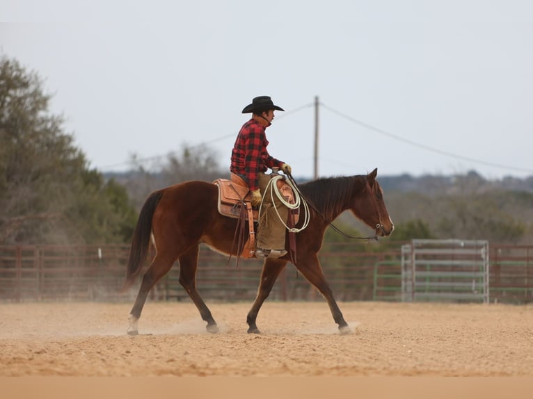 American Quarter Horse Castrone 12 Anni 152 cm Baio ciliegia in Killeen, TX