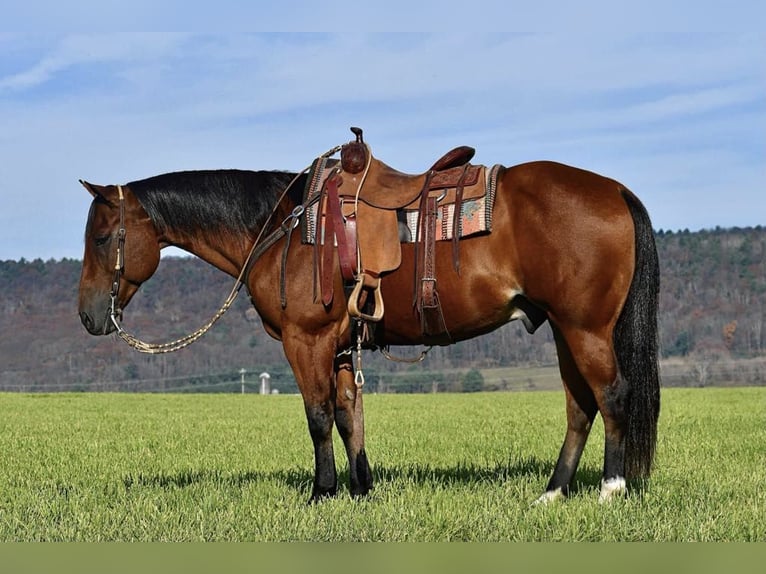 American Quarter Horse Castrone 12 Anni 152 cm Baio ciliegia in Rebersburg, PA