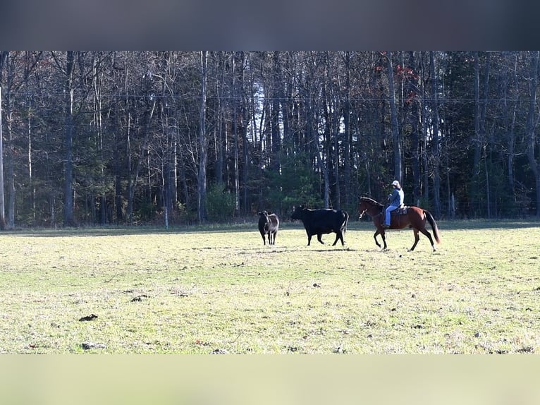 American Quarter Horse Castrone 12 Anni 152 cm Baio ciliegia in Rebersburg, PA