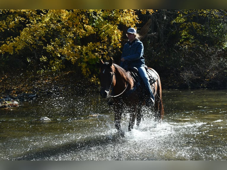 American Quarter Horse Castrone 12 Anni 152 cm Baio ciliegia in Rebersburg, PA