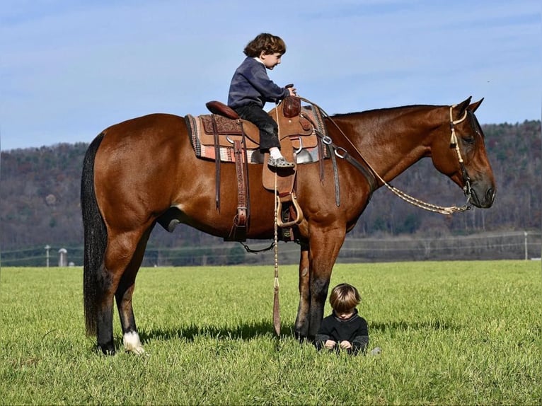 American Quarter Horse Castrone 12 Anni 152 cm Baio ciliegia in Rebersburg, PA