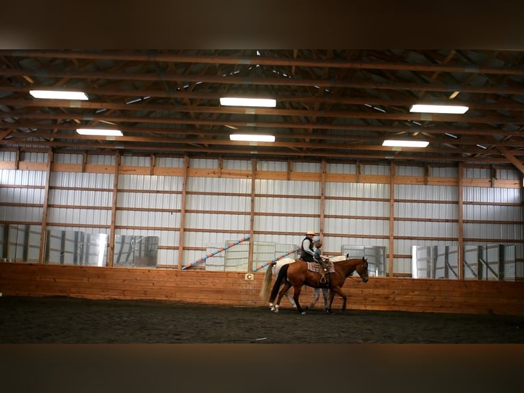 American Quarter Horse Castrone 12 Anni 152 cm Baio ciliegia in Rebersburg, PA