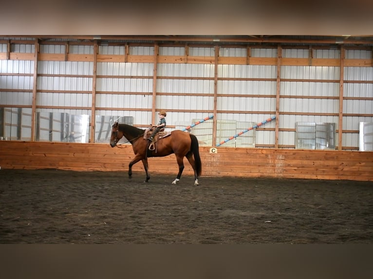 American Quarter Horse Castrone 12 Anni 152 cm Baio ciliegia in Rebersburg, PA