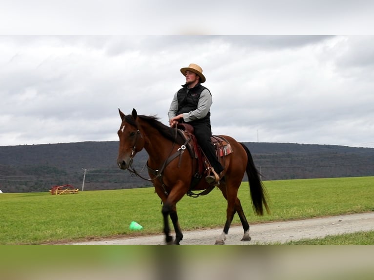 American Quarter Horse Castrone 12 Anni 152 cm Baio ciliegia in Rebersburg, PA