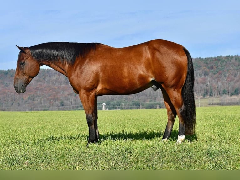 American Quarter Horse Castrone 12 Anni 152 cm Baio ciliegia in Rebersburg, PA