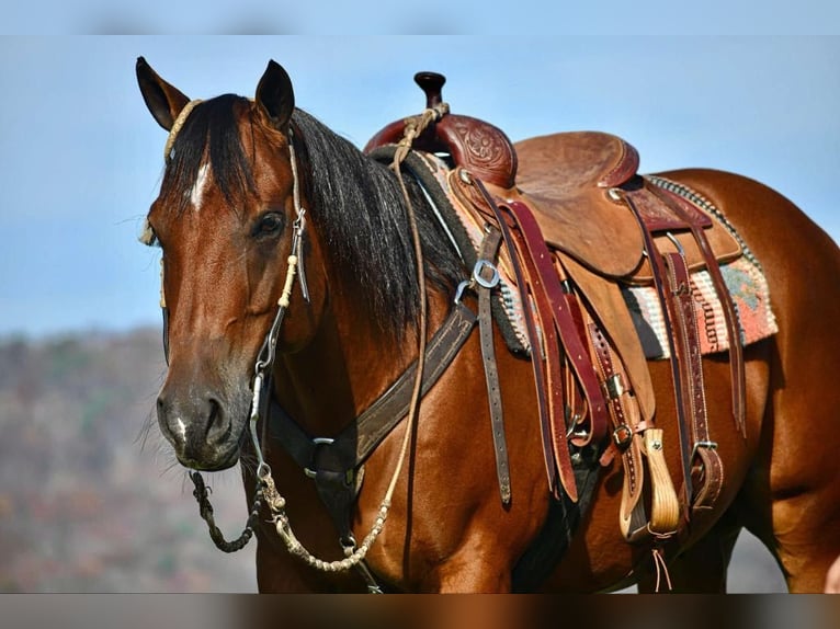 American Quarter Horse Castrone 12 Anni 152 cm Baio ciliegia in Rebersburg, PA