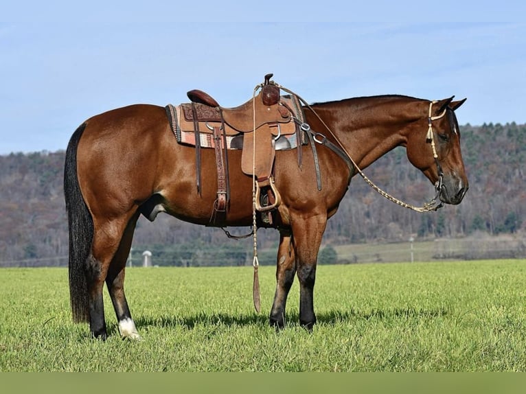 American Quarter Horse Castrone 12 Anni 152 cm Baio ciliegia in Rebersburg, PA