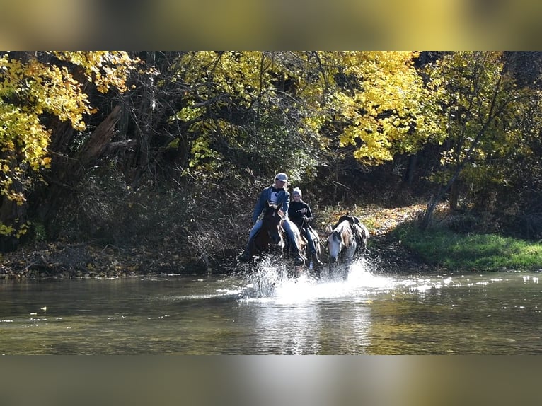 American Quarter Horse Castrone 12 Anni 152 cm Baio ciliegia in Rebersburg, PA