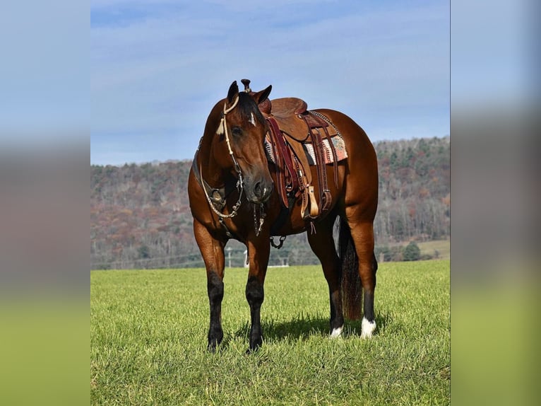 American Quarter Horse Castrone 12 Anni 152 cm Baio ciliegia in Rebersburg, PA