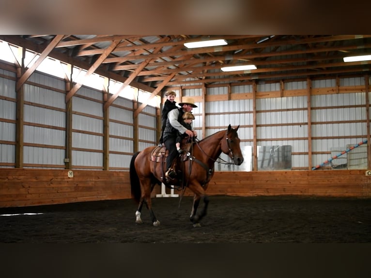 American Quarter Horse Castrone 12 Anni 152 cm Baio ciliegia in Rebersburg, PA