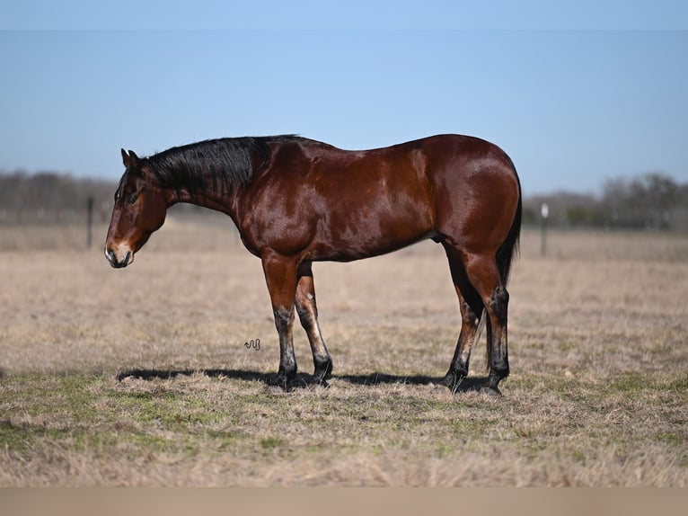 American Quarter Horse Castrone 12 Anni 152 cm Baio ciliegia in Waco