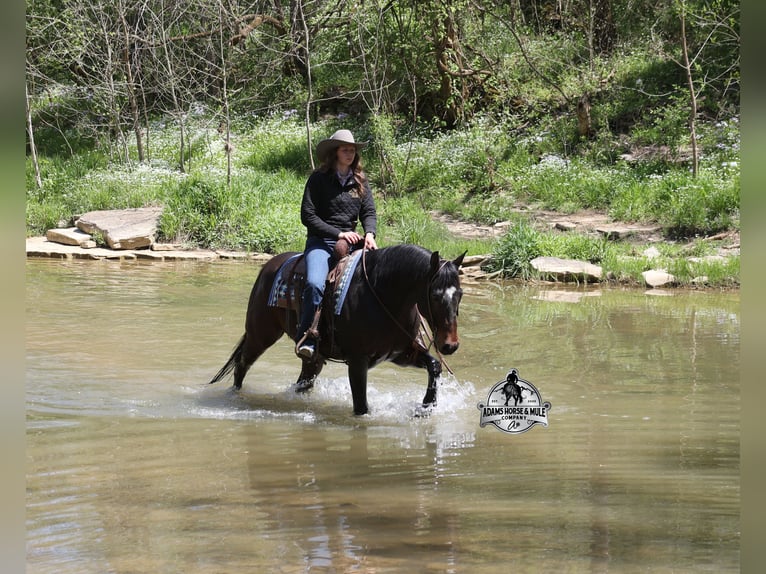 American Quarter Horse Castrone 12 Anni 152 cm Baio ciliegia in Mount Vernon