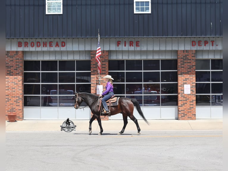 American Quarter Horse Castrone 12 Anni 152 cm Baio ciliegia in Mount Vernon