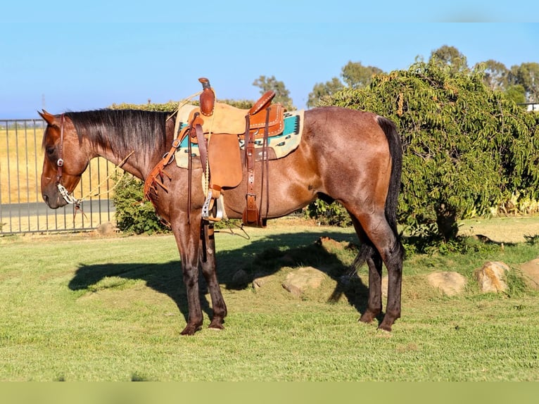 American Quarter Horse Castrone 12 Anni 152 cm Baio roano in Pleasant Grove CA