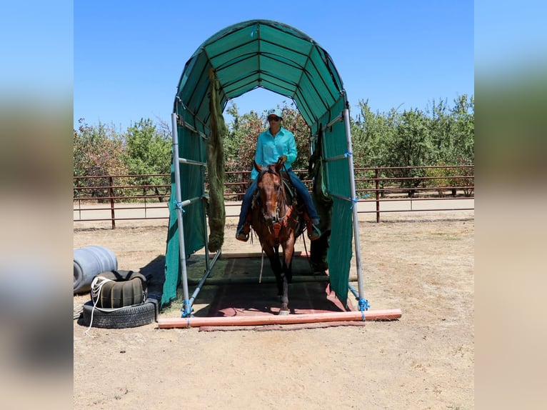 American Quarter Horse Castrone 12 Anni 152 cm Baio roano in Pleasant Grove CA