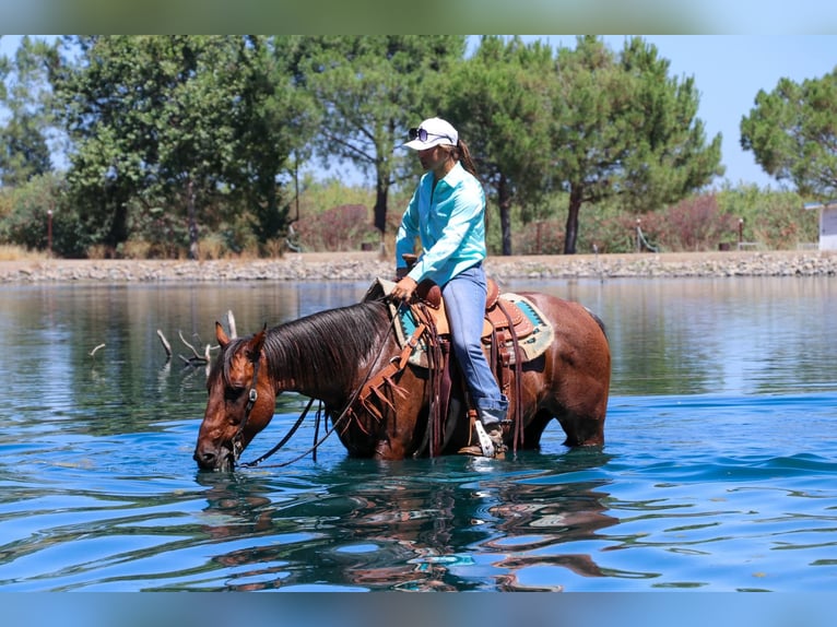 American Quarter Horse Castrone 12 Anni 152 cm Baio roano in Pleasant Grove CA