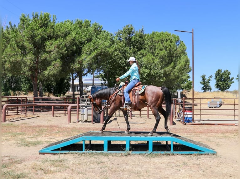 American Quarter Horse Castrone 12 Anni 152 cm Baio roano in Pleasant Grove CA