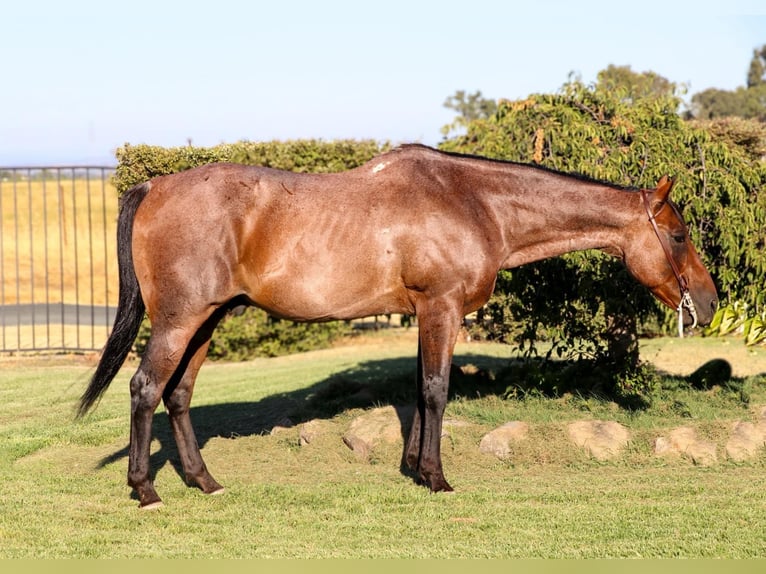 American Quarter Horse Castrone 12 Anni 152 cm Baio roano in Pleasant Grove CA