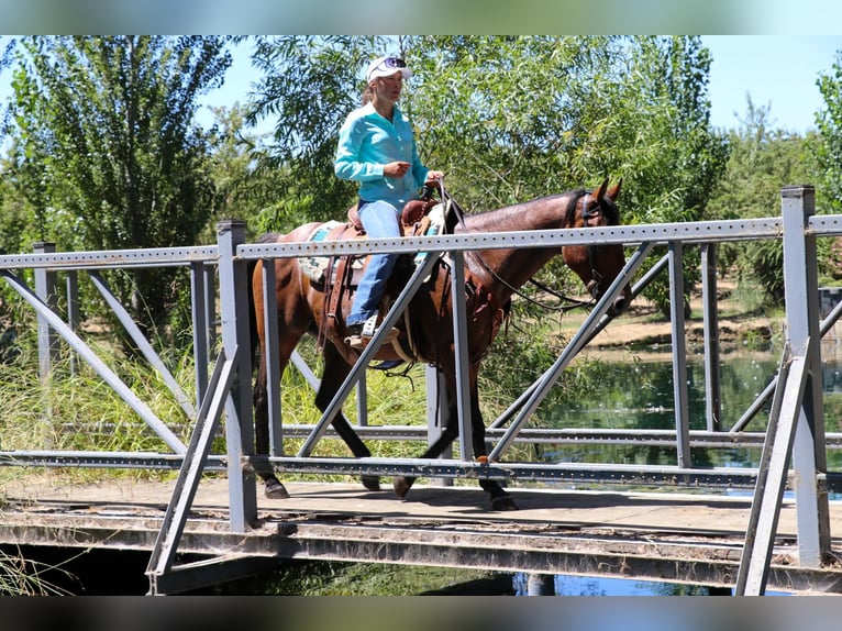 American Quarter Horse Castrone 12 Anni 152 cm Baio roano in Pleasant Grove CA