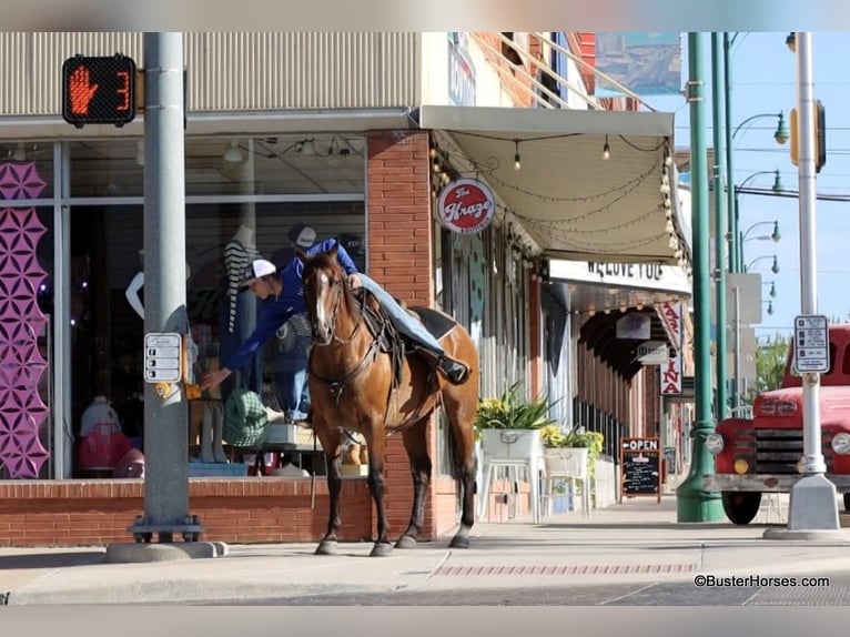 American Quarter Horse Castrone 12 Anni 152 cm Baio roano in Weatherford TX