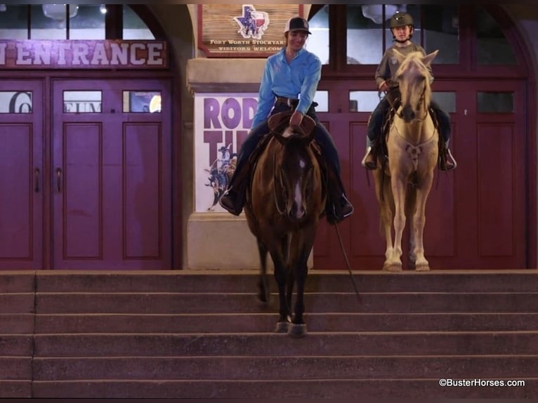 American Quarter Horse Castrone 12 Anni 152 cm Baio roano in Weatherford TX