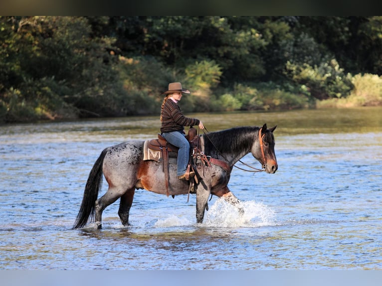American Quarter Horse Castrone 12 Anni 152 cm Baio roano in Clarion