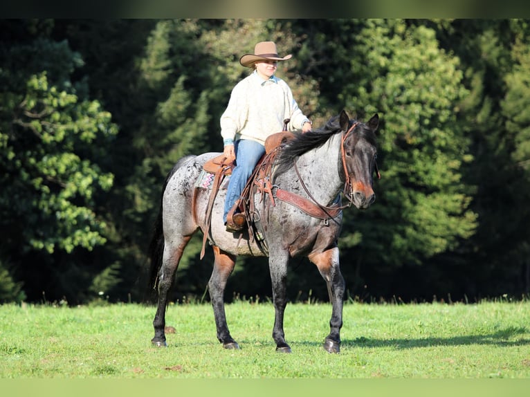 American Quarter Horse Castrone 12 Anni 152 cm Baio roano in Clarion