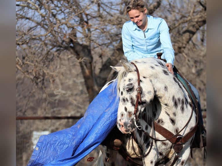 American Quarter Horse Castrone 12 Anni 152 cm Bianco in Jacksboro TX