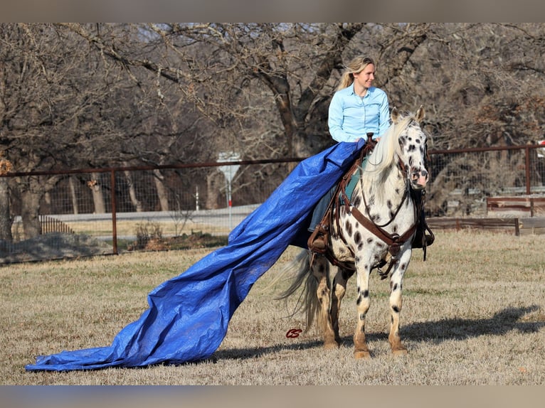 American Quarter Horse Castrone 12 Anni 152 cm Bianco in Jacksboro TX