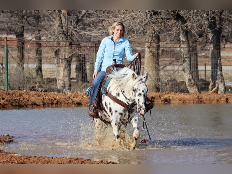 American Quarter Horse Castrone 12 Anni 152 cm Bianco in Jacksboro TX