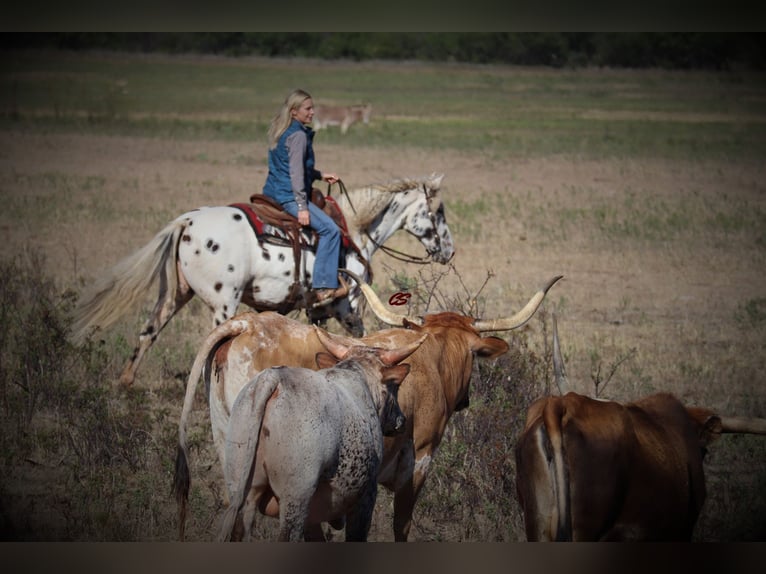 American Quarter Horse Castrone 12 Anni 152 cm Bianco in Jacksboro TX