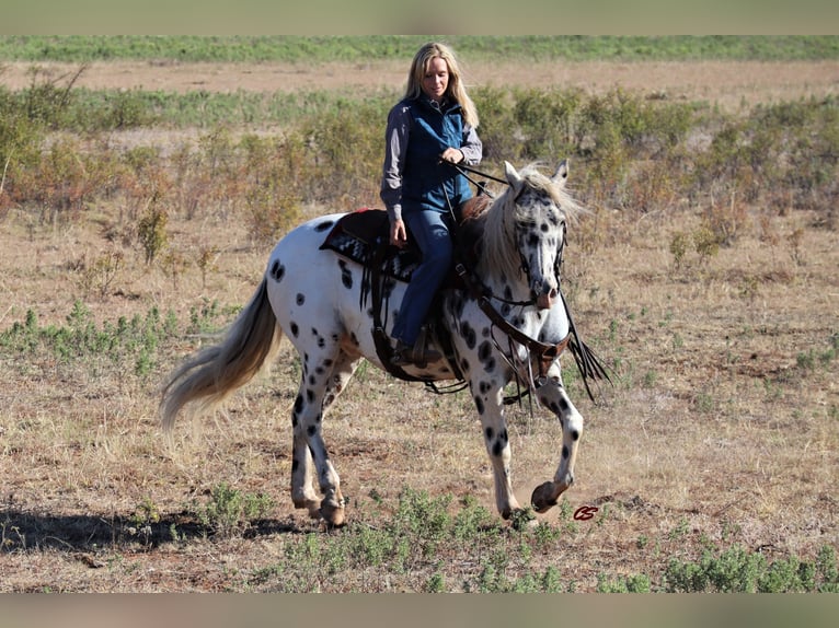 American Quarter Horse Castrone 12 Anni 152 cm Bianco in Jacksboro TX