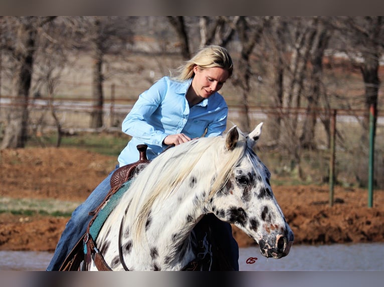 American Quarter Horse Castrone 12 Anni 152 cm Bianco in Jacksboro TX