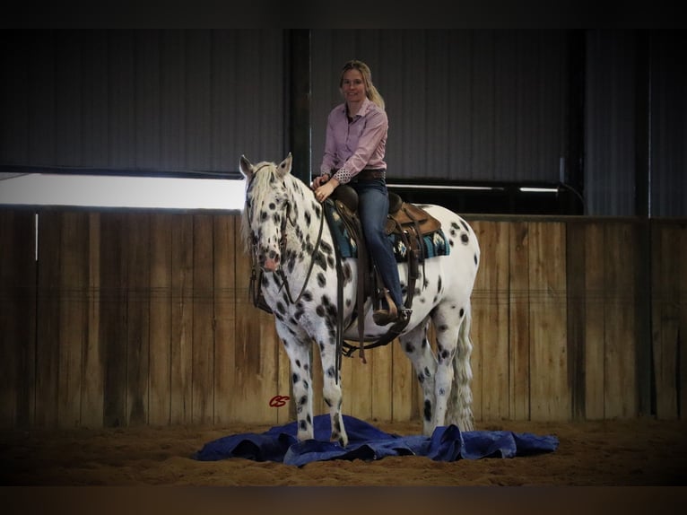 American Quarter Horse Castrone 12 Anni 152 cm Bianco in Jacksboro TX