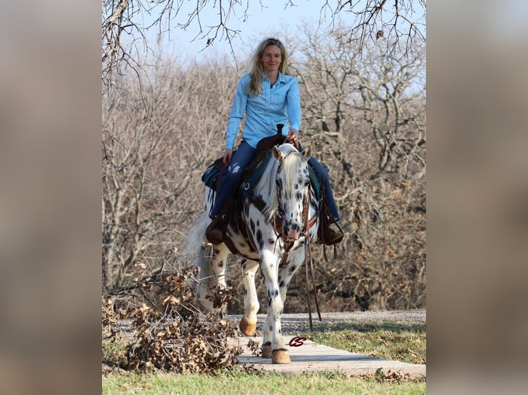 American Quarter Horse Castrone 12 Anni 152 cm Bianco in Jacksboro TX