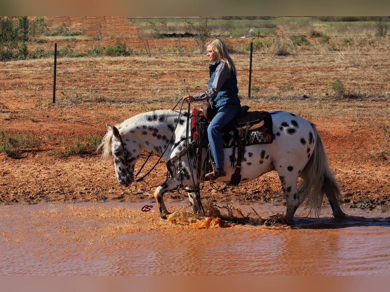 American Quarter Horse Castrone 12 Anni 152 cm Bianco in Jacksboro TX